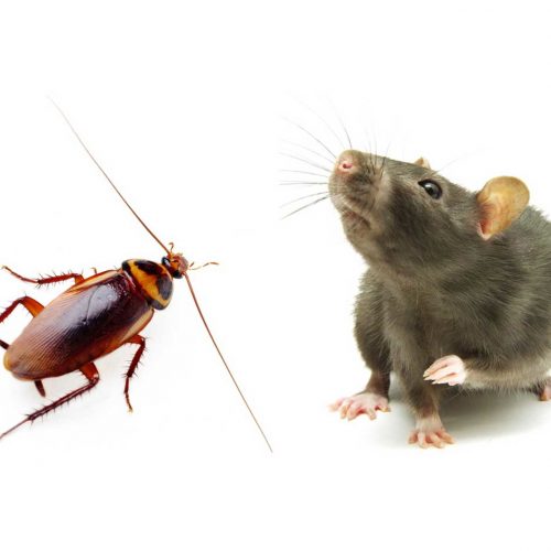 Мобильные приложения для борьбы с тараканами и мышами